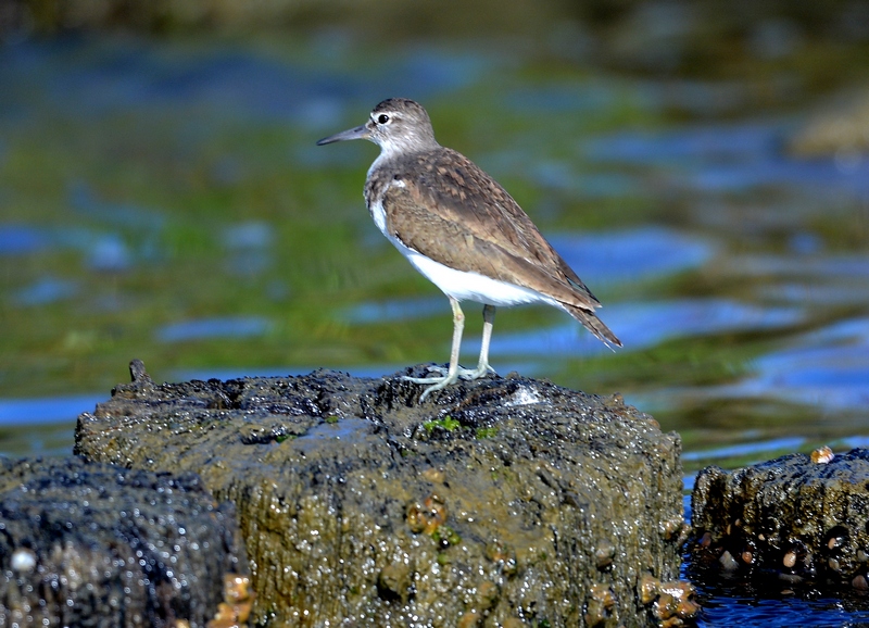 Ieri in Laguna sud di Venezia